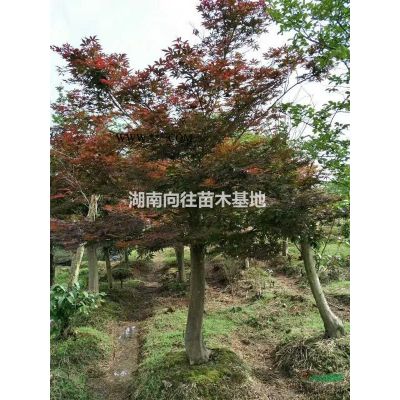 湖南全冠桂花 精品桂花樹(shù)  長(zhǎng)沙全冠桂花樹(shù)  精品全冠桂花樹(shù)