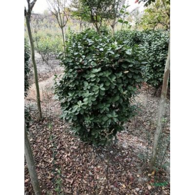 低分之紅葉李 紅葉李價(jià)格 15公分紅葉李