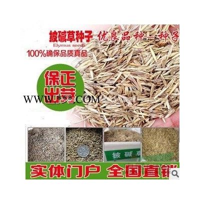 江蘇供應(yīng)高桿月季低價(jià)供應(yīng),藤本月季.樹樁月季。