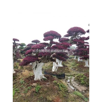 湖南羅漢松  造型羅漢松哪里好/哪家便宜