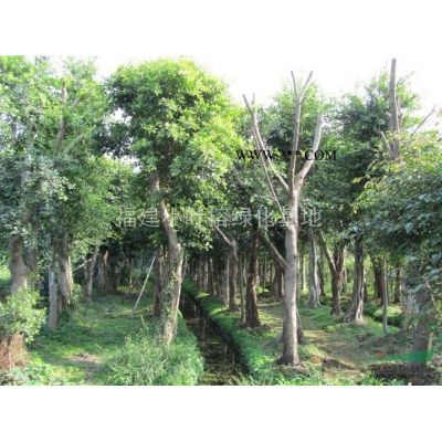 黃花風鈴木