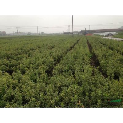 清地低價供應P80-100茶花