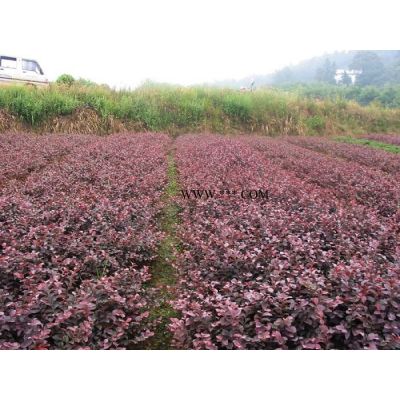 廣玉蘭 5公分廣玉蘭 10公分廣玉蘭 8廣玉蘭
