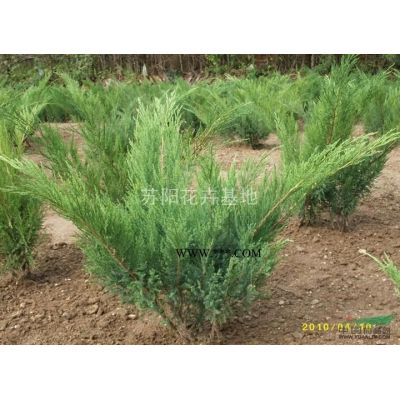 江蘇紫薇2*新報(bào)價(jià)/紫薇2圖片