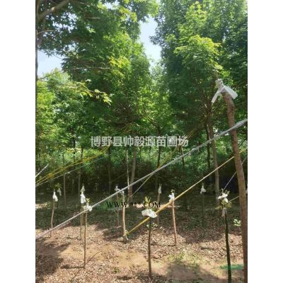 絲棉木哪里*便宜河北保定絲棉木基地價格圖詢價
