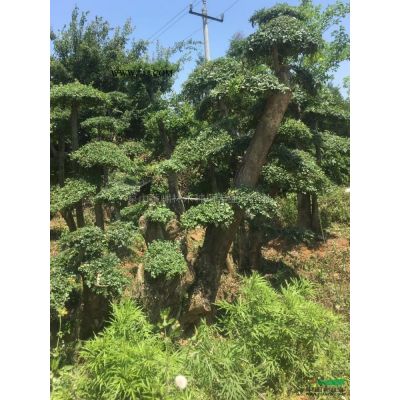 湖北三角楓11介紹/特征/用途