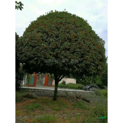 這是今天從基地實(shí)拍的廣玉蘭圖片湖南精品廣玉蘭圖片采購(gòu)精品廣玉