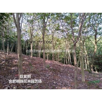 安徽紫荊哪里好/哪家便宜