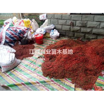 廣玉蘭種子