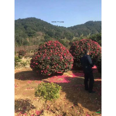 四川紫薇3介紹/特征/用途