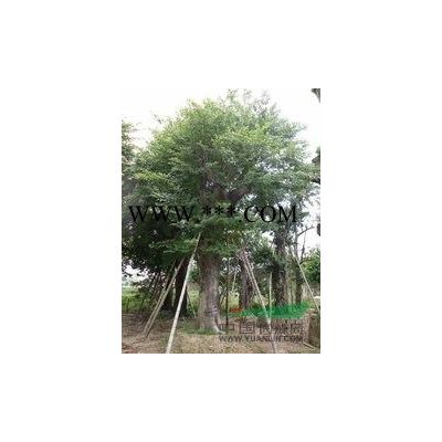 江蘇廣玉蘭2
