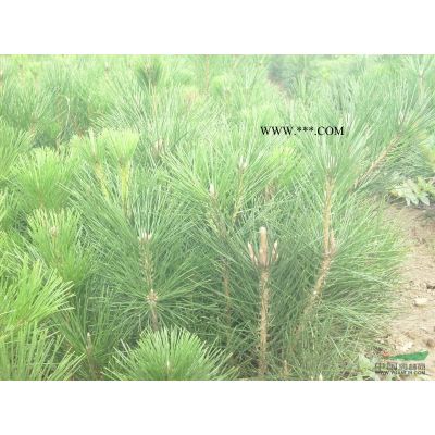 山東高桿櫻花1信息