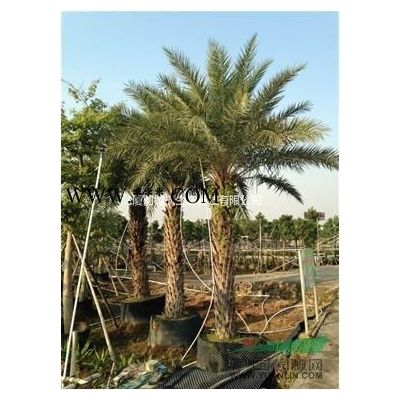 廣玉蘭 紅玉蘭 黃玉蘭 白玉蘭 紫玉蘭 二喬玉蘭供應(yīng)