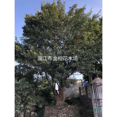 常年中東海棗、銀海棗、中東海棗樹林刺葵大量質(zhì)優(yōu)價(jià)美