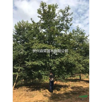 浙江大量供應10至18公分烏桕