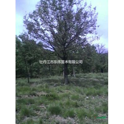 蒙古櫟，蒙古櫟供應，蒙古櫟圖片，2015年蒙古櫟價格