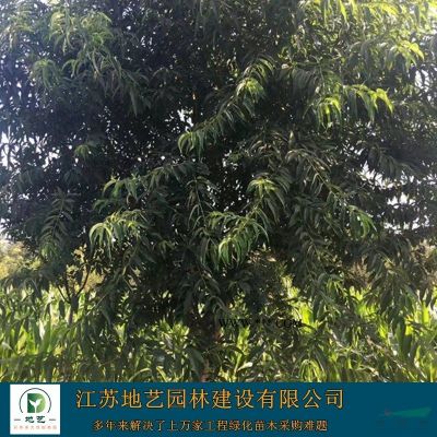 江蘇杜鵑價格 江蘇毛鵑價格 杜鵑基地 毛鵑基地