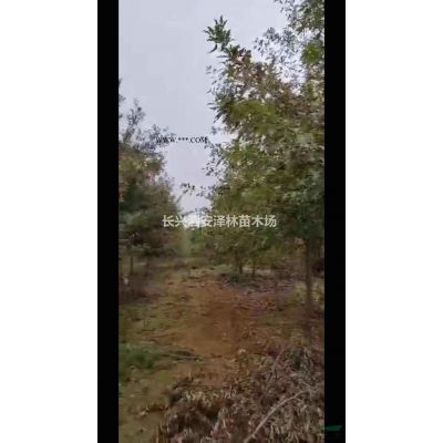 浙江湖州單桿樸樹苗圃直供/浙江單桿樸樹價(jià)格優(yōu)惠