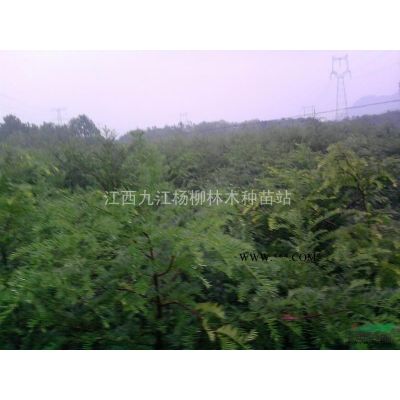 當年新采重陽木種子多少錢一斤 重陽木種子產(chǎn)地供貨價格