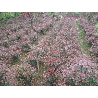 湖南廣玉蘭、移栽廣玉蘭、全冠廣玉蘭、廣玉蘭小苗、廣玉蘭供應