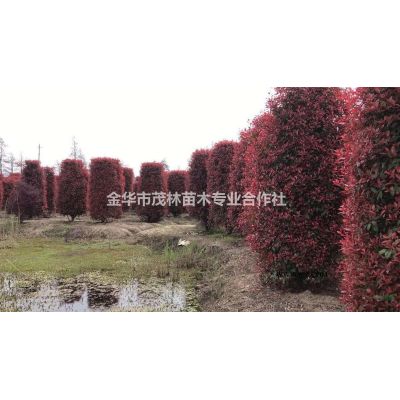 金華茂林大量供應(yīng)柳葉櫟1到25公分