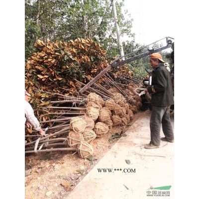 湯泉泉西廣玉蘭價格，廣玉蘭貨源充足質優價廉