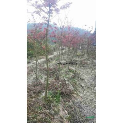 廣玉蘭報價/浙江廣玉蘭報價