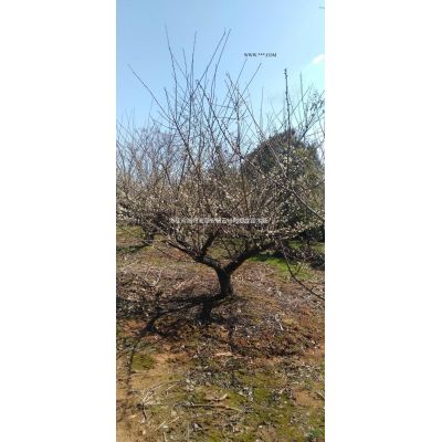 大小規格綠梅 浙江綠梅 湖州綠梅 長興紅梅基地基地