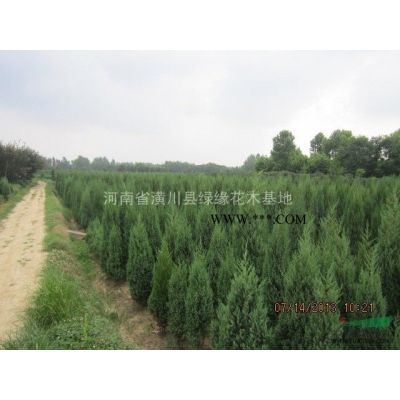 樹形好紅玉蘭產(chǎn)地、低桿紅玉蘭產(chǎn)地在哪，15公分廣玉蘭價格