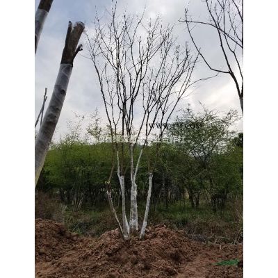 實(shí)生32~46CM廣玉蘭