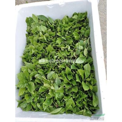 廣玉蘭小苗高度H1米-2米  湖南省張家界周邊地區
