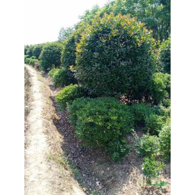 中華石楠，紅葉石楠，杜鵑，廣玉蘭
