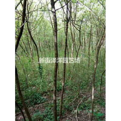 浙江地區供應廣玉蘭8～20公分