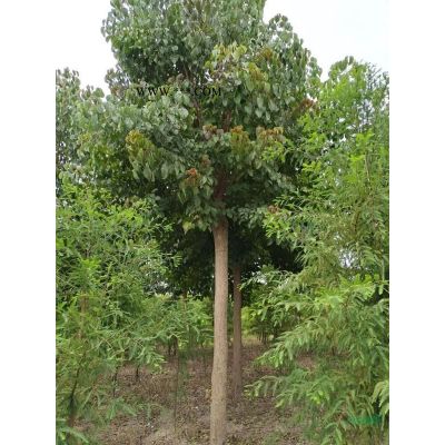 胸徑11公分精品中山杉