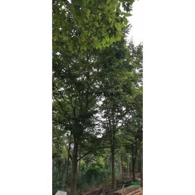 雞爪槭