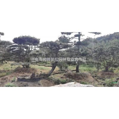 本基地可以給私家庭院別墅提供造型油松盆景造型黑松盆景