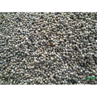 供應6-8公分的廣玉蘭    價格優惠