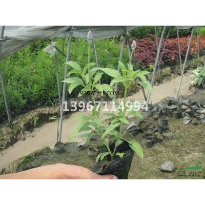 2019年浙江金葉接骨木美植袋新報價