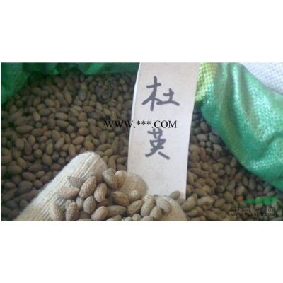 供應(yīng)*新江西廣玉蘭種子