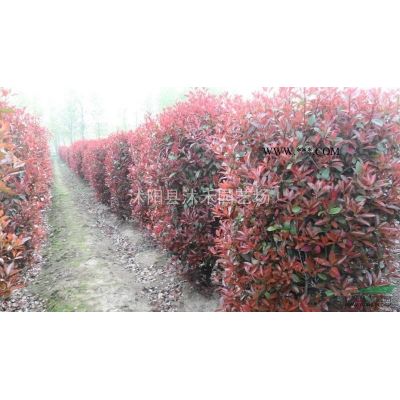 紅葉石楠