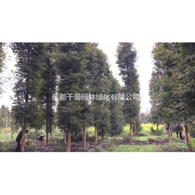 成都玉蘭基地供應(yīng)廣玉蘭，20公分廣玉蘭多少錢一棵