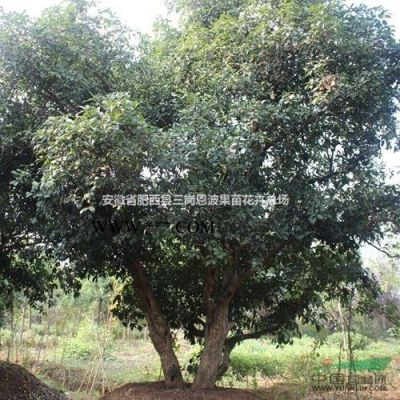 造型樹，紅葉石楠球，大紫薇，廣玉蘭、紅葉李，國(guó)槐，海桐球，桂花，紅梅，叢生紫薇供應(yīng)/造型樹，紅葉石楠球，大紫薇，廣玉蘭、紅葉李，國(guó)槐，海桐球，桂花，紅梅，叢生紫薇圖片