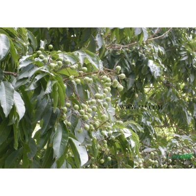 白果樹報價/江蘇白果樹報價