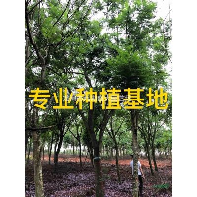 桿高4米老人葵 華棕 華盛頓棕櫚