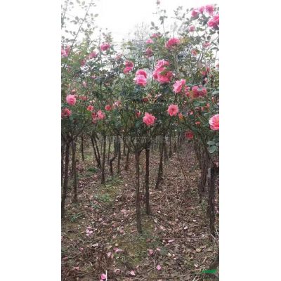 江蘇沭陽無刺構(gòu)骨球低價(jià)銷售/江蘇無刺構(gòu)骨球價(jià)格優(yōu)惠