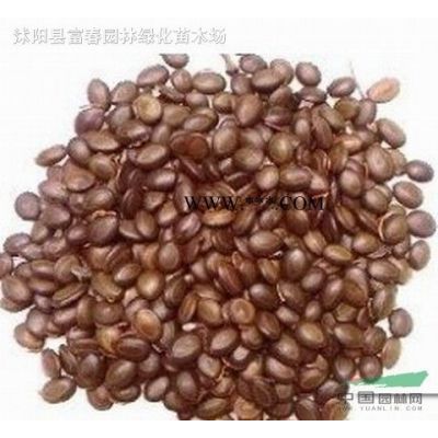 基地出售 高山杜鵑 綠化工程苗 花色豐富品種繁多 園林綠化花卉 庭院綠籬植物