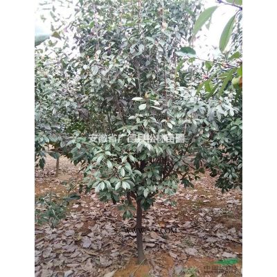 大量10-20公分廣玉蘭