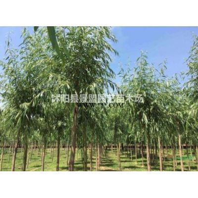 冬天可以種植廣玉蘭嗎？