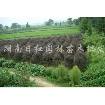 湖南廣玉蘭信息