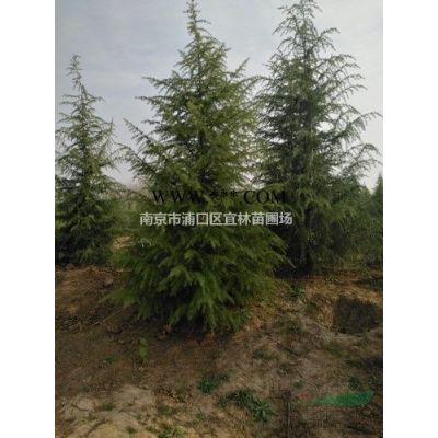 15公分18公分20公分廣玉蘭價格降價處理